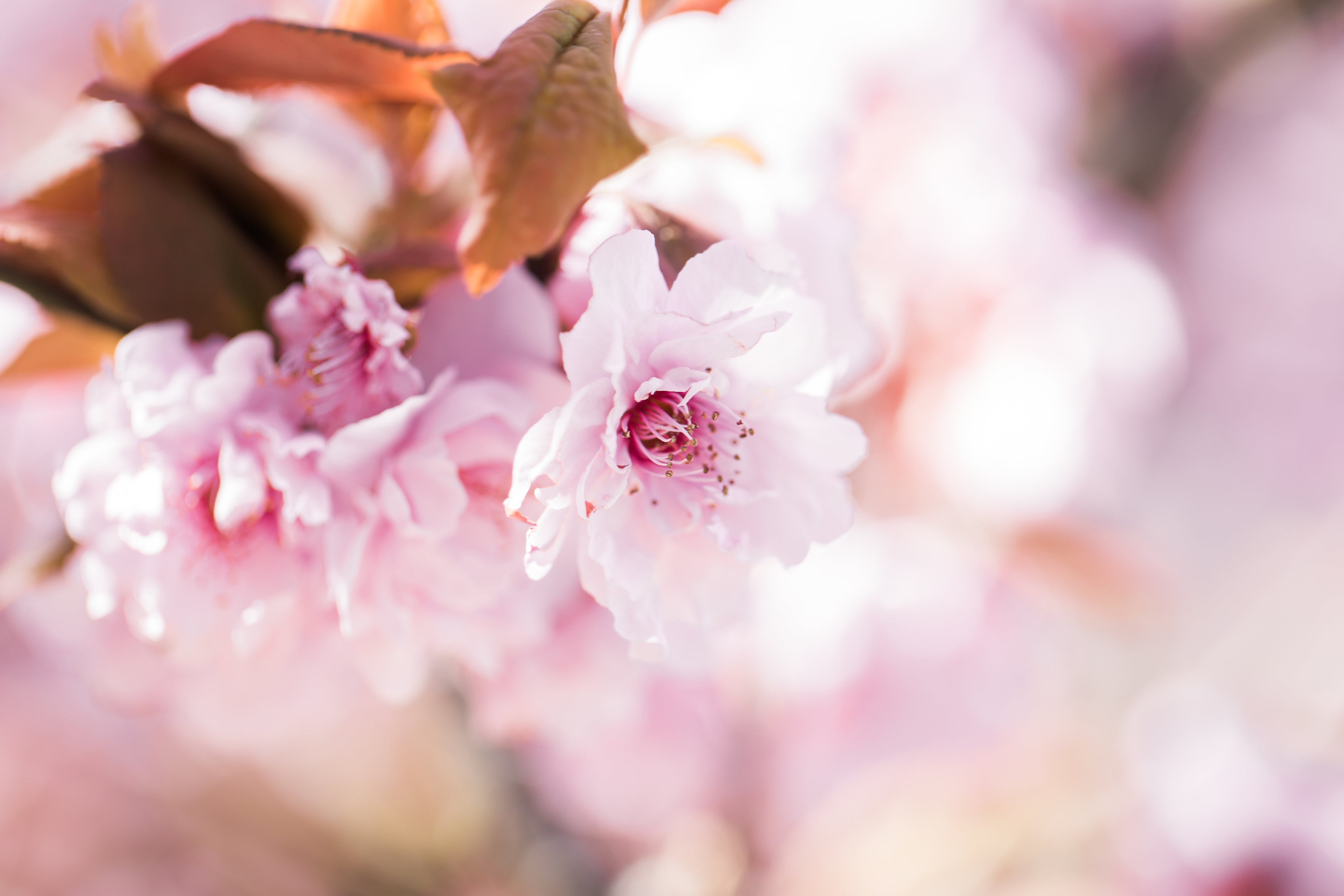 Pink cherry blossoms in bloom close up.
